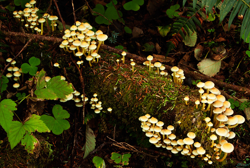 %_tempFileNameIMG_2115%