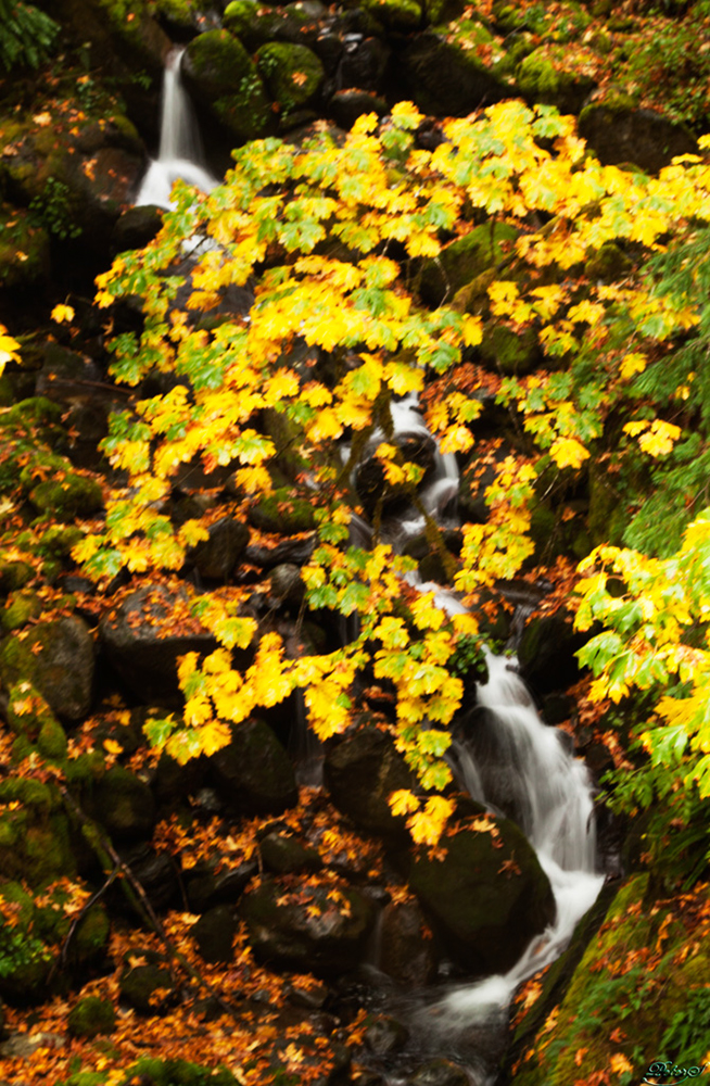 %_tempFileNameIMG_1940%