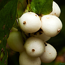 %_tempFileNameIMG_1976%