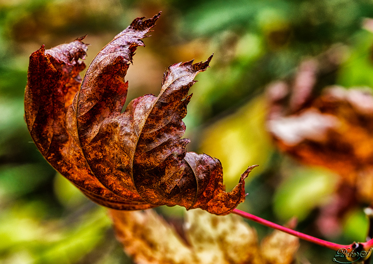 %_tempFileNameIMG_1906%