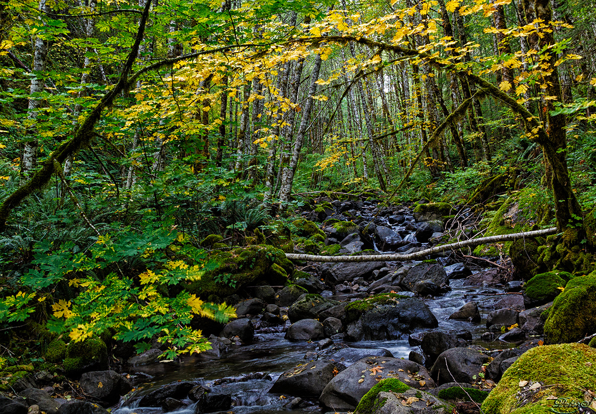 %_tempFileNameIMG_1907%