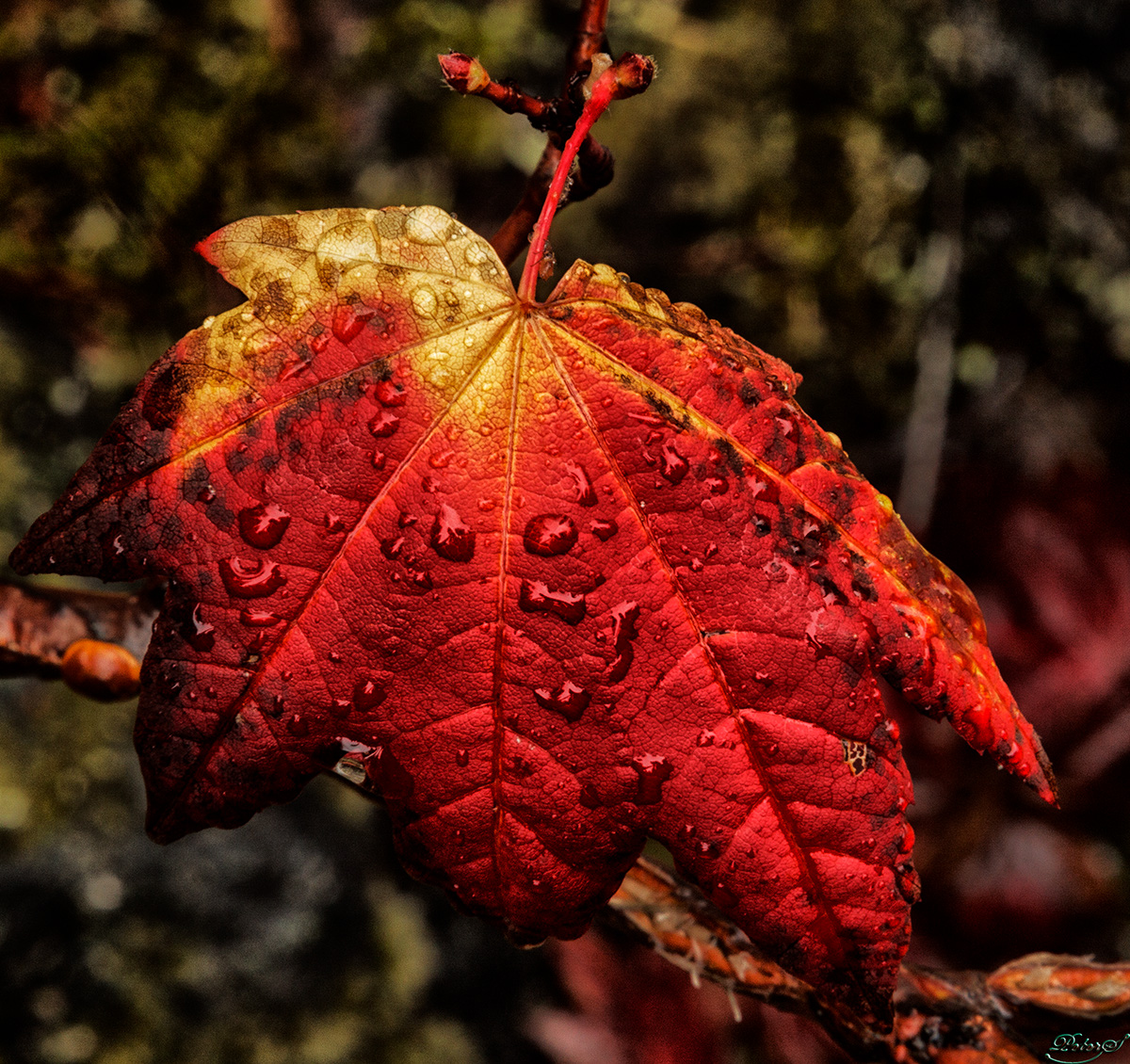 %_tempFileNameIMG_2790%