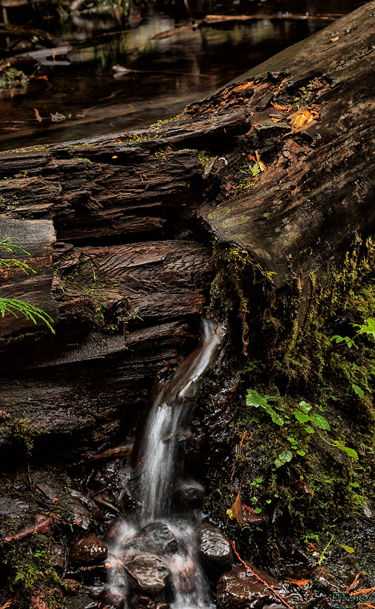 %_tempFileNameIMG_2800%