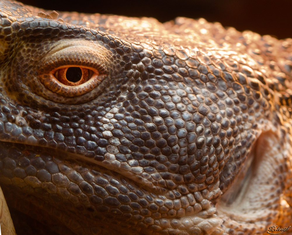 %_tempFileNameIMG_6054%