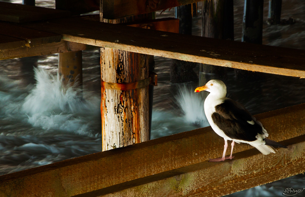 %_tempFileNameIMG_6061%