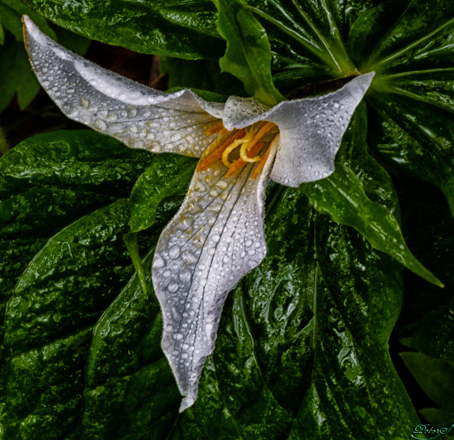 %_tempFileNameIMG_9777%