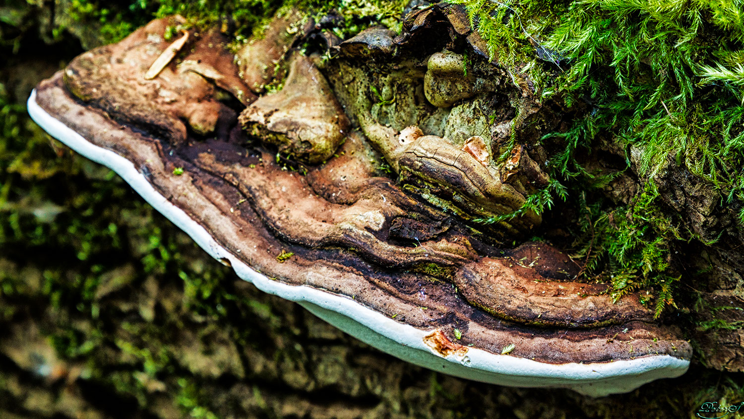 %_tempFileNameIMG_9887%