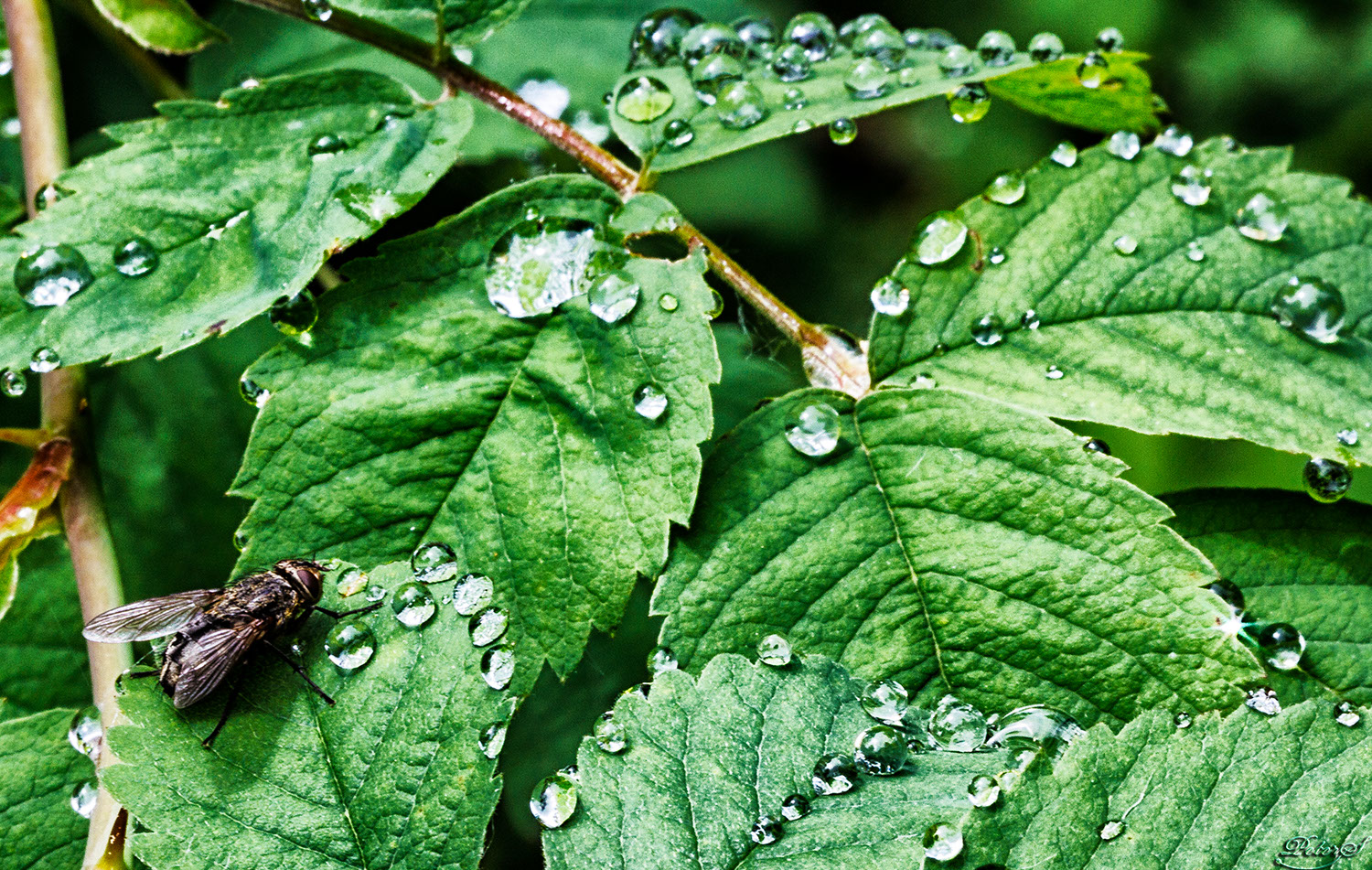 %_tempFileNameIMG_9893%