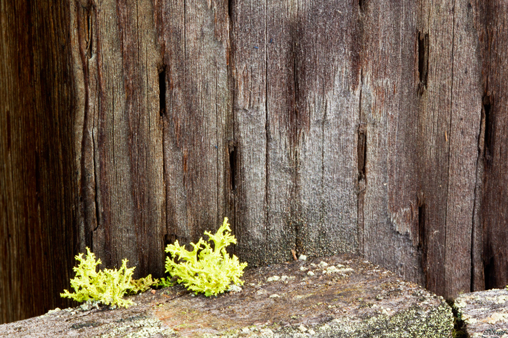 %_tempFileNameIMG_1485%