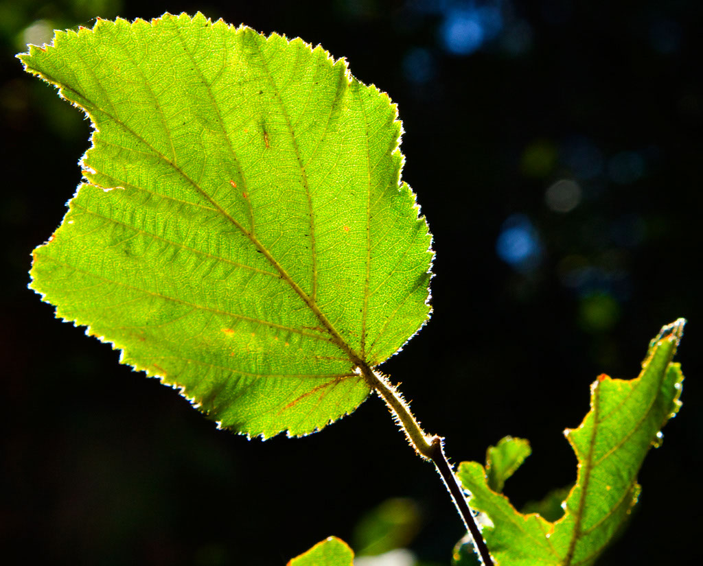 A Leaf With a Battle Scar