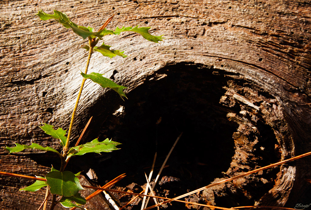 %_tempFileNameIMG_4949%