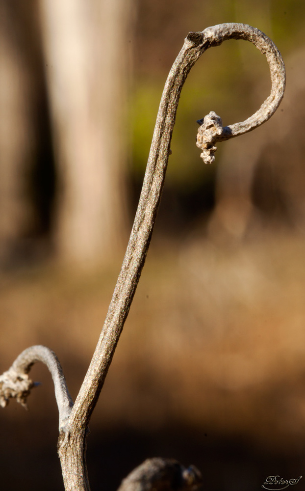 %_tempFileNameIMG_9003%